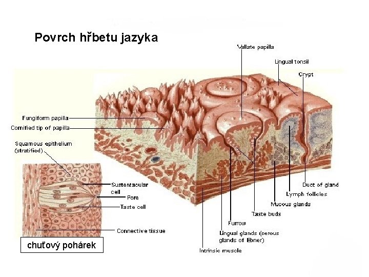 Povrch hřbetu jazyka chuťový pohárek 