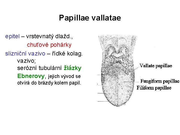 Papillae vallatae epitel – vrstevnatý dlažd. , chuťové pohárky slizniční vazivo – řídké kolag.