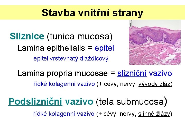 Stavba vnitřní strany Sliznice (tunica mucosa) Lamina epithelialis = epitel vrstevnatý dlaždicový Lamina propria