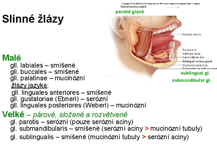 Slinné žlázy parotid gland Malé gll. labiales – smíšené gll. buccales – smíšené gll.