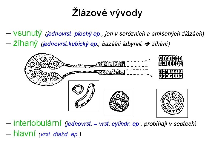 Žlázové vývody – vsunutý (jednovrst. plochý ep. , jen v serózních a smíšených žlázách)