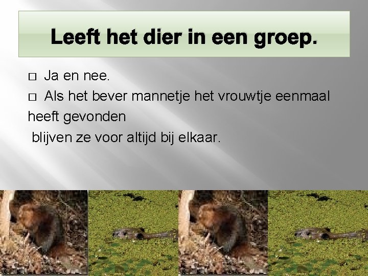 Leeft het dier in een groep. Ja en nee. � Als het bever mannetje