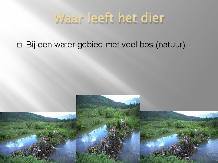 Waar leeft het dier � Bij een water gebied met veel bos (natuur) 