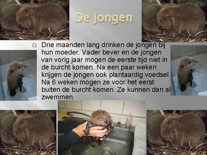 De jongen � Drie maanden lang drinken de jongen bij hun moeder. Vader bever