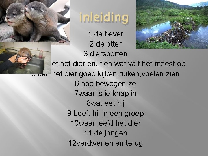 inleiding 1 de bever 2 de otter 3 diersoorten 4 hoe ziet het dier