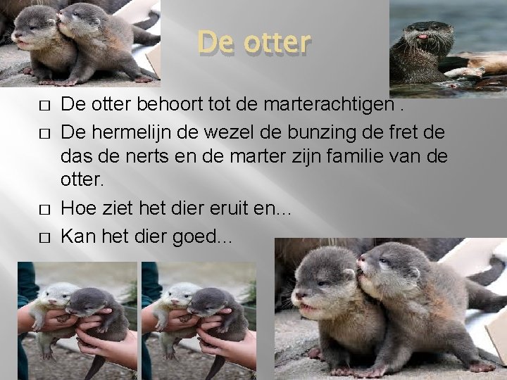 De otter � � De otter behoort tot de marterachtigen. De hermelijn de wezel