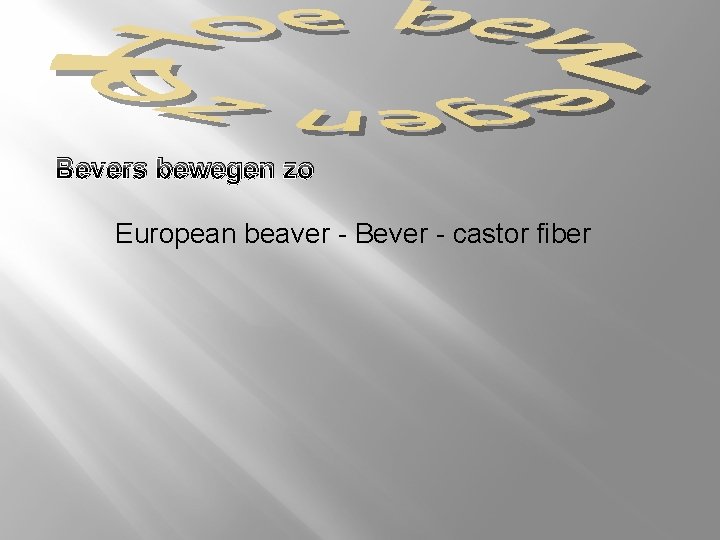 Bevers bewegen zo European beaver - Bever - castor fiber 