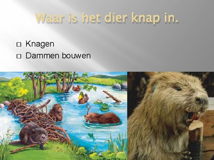 Waar is het dier knap in. � � Knagen Dammen bouwen 