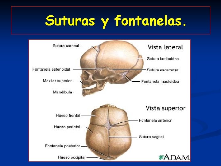 Suturas y fontanelas. 