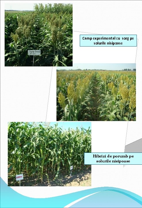 Camp experimental cu sorg pe solurile nisipoase Hibrizi de porumb pe solurile nisipoase 