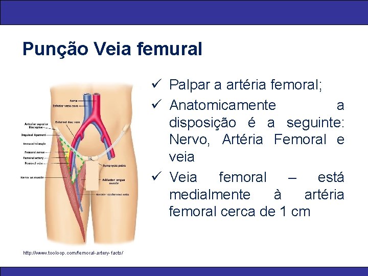 Punção Veia femural ü Palpar a artéria femoral; ü Anatomicamente a disposição é a