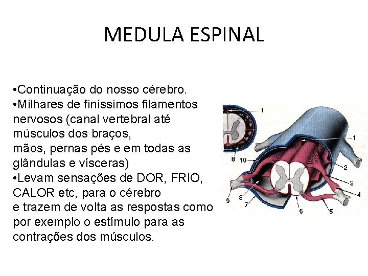 MEDULA ESPINAL • Continuação do nosso cérebro. • Milhares de finíssimos filamentos nervosos (canal