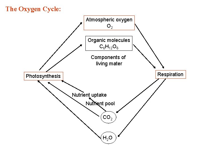 The Oxygen Cycle: Atmospheric oxygen O 2 Organic molecules C 6 H 12 O