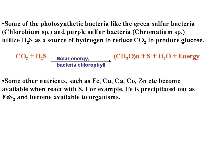  • Some of the photosynthetic bacteria like the green sulfur bacteria (Chlorobium sp.