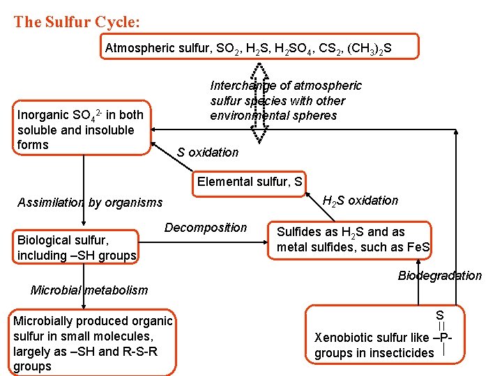 The Sulfur Cycle: Atmospheric sulfur, SO 2, H 2 SO 4, CS 2, (CH