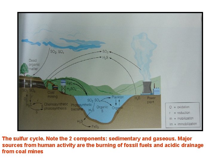 The sulfur cycle. Note the 2 components: sedimentary and gaseous. Major sources from human