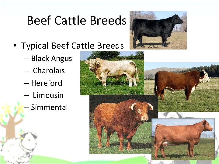 Beef Cattle Breeds • Typical Beef Cattle Breeds – Black Angus – Charolais – Beef Cattle Breeds • Typical Beef Cattle Breeds – Black Angus – Charolais –