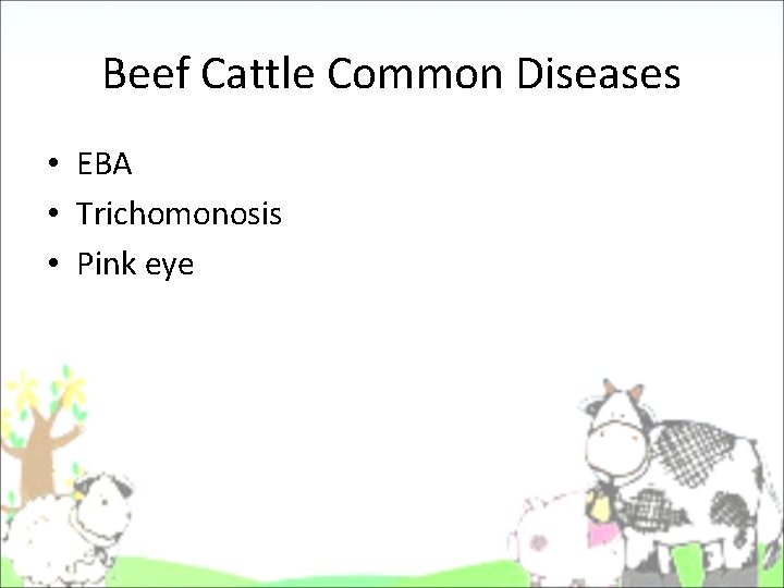 Beef Cattle Common Diseases • EBA • Trichomonosis • Pink eye Beef Cattle Common Diseases • EBA • Trichomonosis • Pink eye