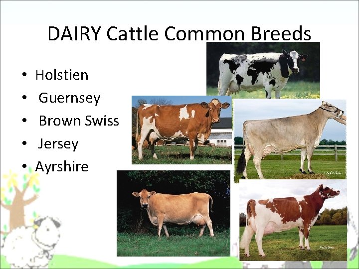 DAIRY Cattle Common Breeds • • • Holstien Guernsey Brown Swiss Jersey Ayrshire DAIRY Cattle Common Breeds • • • Holstien Guernsey Brown Swiss Jersey Ayrshire