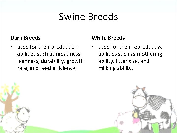 Swine Breeds Dark Breeds White Breeds • used for their production abilities such as Swine Breeds Dark Breeds White Breeds • used for their production abilities such as