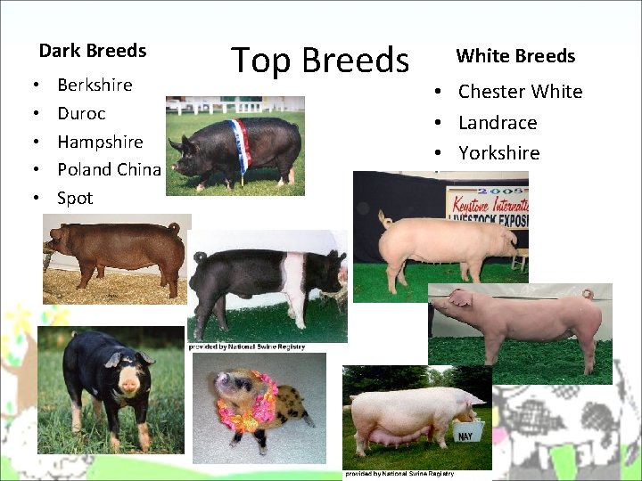 Dark Breeds • • • Berkshire Duroc Hampshire Poland China Spot Top Breeds White Dark Breeds • • • Berkshire Duroc Hampshire Poland China Spot Top Breeds White