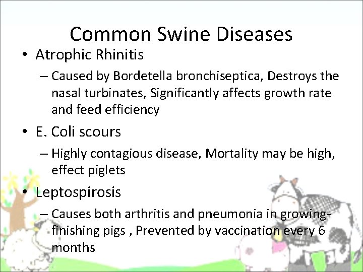 Common Swine Diseases • Atrophic Rhinitis – Caused by Bordetella bronchiseptica, Destroys the nasal Common Swine Diseases • Atrophic Rhinitis – Caused by Bordetella bronchiseptica, Destroys the nasal
