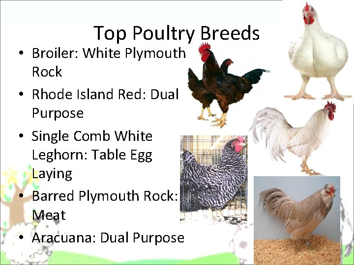 Top Poultry Breeds • Broiler: White Plymouth Rock • Rhode Island Red: Dual Purpose Top Poultry Breeds • Broiler: White Plymouth Rock • Rhode Island Red: Dual Purpose