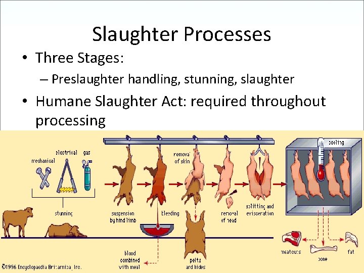 Slaughter Processes • Three Stages: – Preslaughter handling, stunning, slaughter • Humane Slaughter Act: Slaughter Processes • Three Stages: – Preslaughter handling, stunning, slaughter • Humane Slaughter Act: