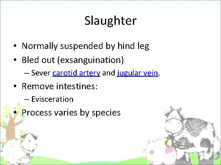 Slaughter • Normally suspended by hind leg • Bled out (exsanguination) – Sever carotid Slaughter • Normally suspended by hind leg • Bled out (exsanguination) – Sever carotid