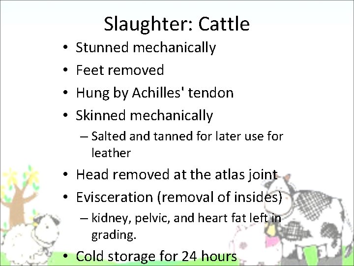 Slaughter: Cattle • • Stunned mechanically Feet removed Hung by Achilles' tendon Skinned mechanically Slaughter: Cattle • • Stunned mechanically Feet removed Hung by Achilles' tendon Skinned mechanically