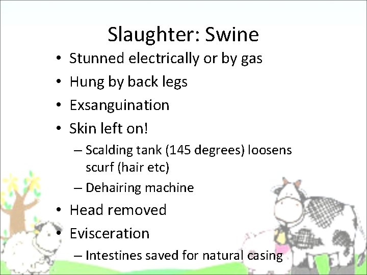 Slaughter: Swine • • Stunned electrically or by gas Hung by back legs Exsanguination Slaughter: Swine • • Stunned electrically or by gas Hung by back legs Exsanguination