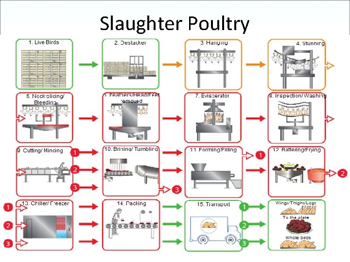 Slaughter Poultry Slaughter Poultry