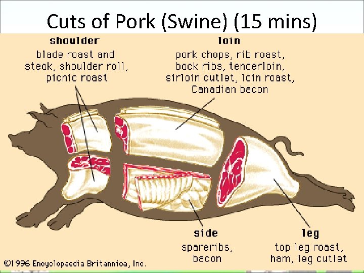 Cuts of Pork (Swine) (15 mins) Cuts of Pork (Swine) (15 mins)