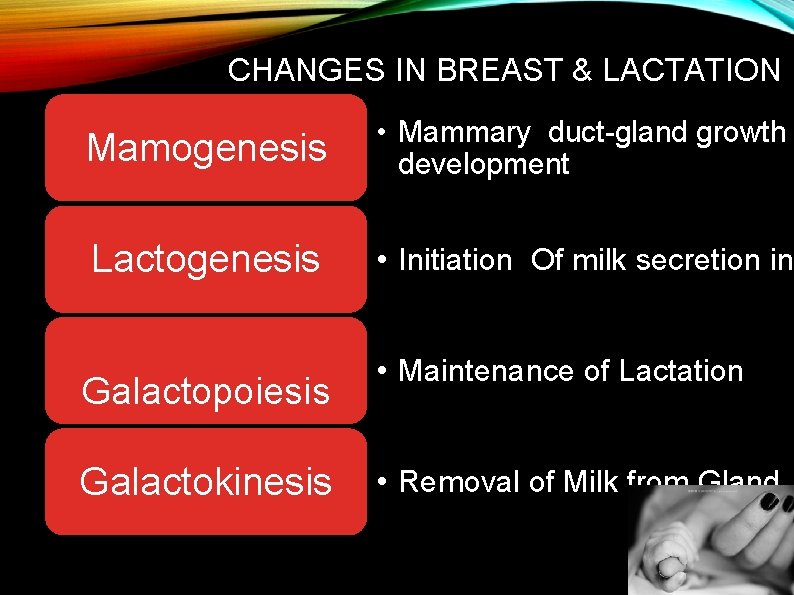 CHANGES IN BREAST & LACTATION Mamogenesis • Mammary duct-gland growth development Lactogenesis • Initiation