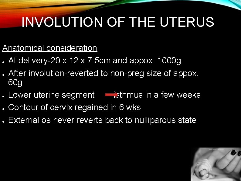 INVOLUTION OF THE UTERUS Anatomical consideration ● At delivery-20 x 12 x 7. 5