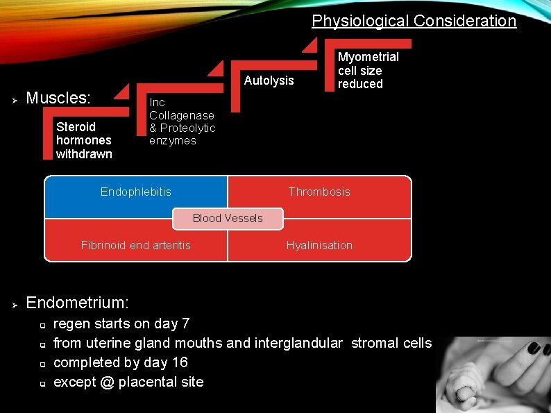 Physiological Consideration Autolysis Ø Muscles: Steroid hormones withdrawn Myometrial cell size reduced Inc Collagenase