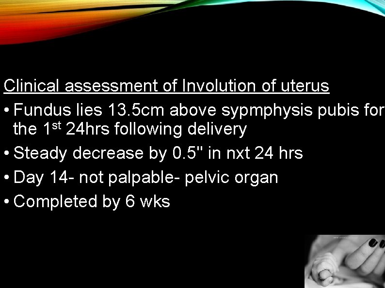 Clinical assessment of Involution of uterus • Fundus lies 13. 5 cm above sypmphysis