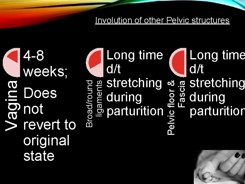 Long time d/t stretching during parturition Pelvic floor & Fascia 4 -8 weeks; Does