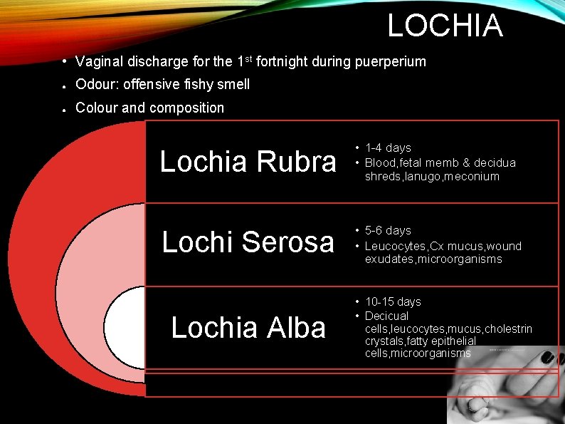 LOCHIA • Vaginal discharge for the 1 st fortnight during puerperium ● Odour: offensive