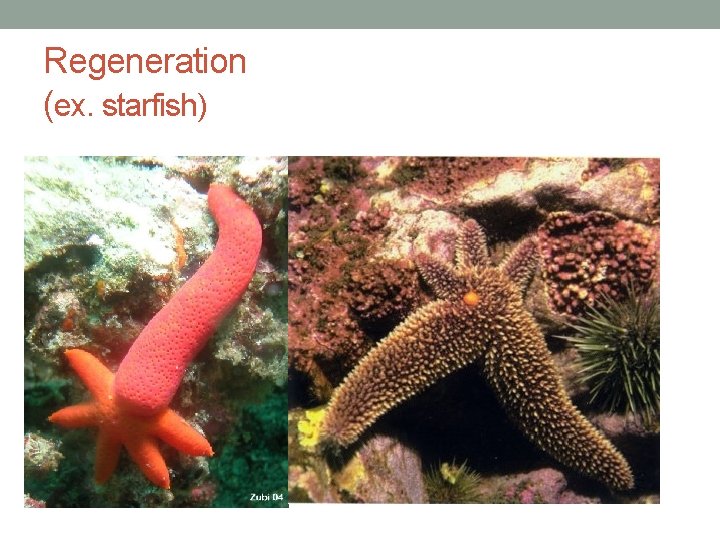Regeneration (ex. starfish) 