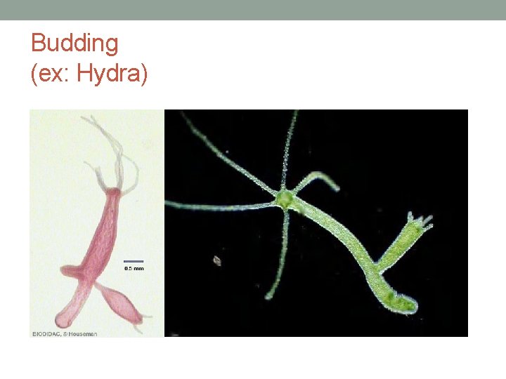 Budding (ex: Hydra) 