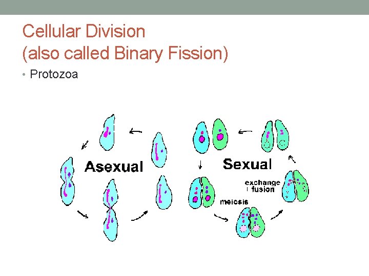 Cellular Division (also called Binary Fission) • Protozoa 