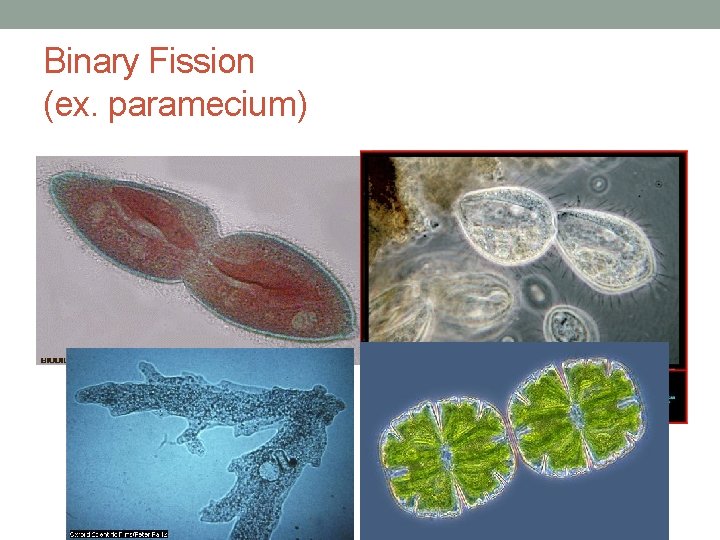 Binary Fission (ex. paramecium) 