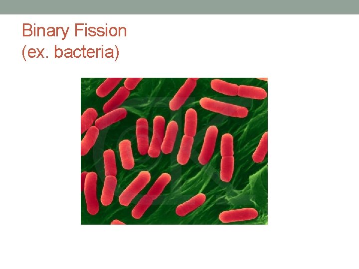 Binary Fission (ex. bacteria) 