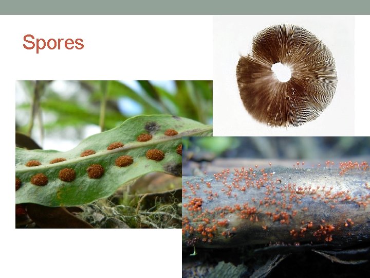 Spores 