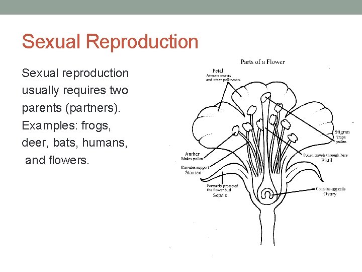 Sexual Reproduction Sexual reproduction usually requires two parents (partners). Examples: frogs, deer, bats, humans,