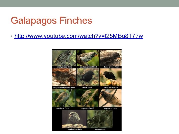 Galapagos Finches • http: //www. youtube. com/watch? v=l 25 MBq 8 T 77 w