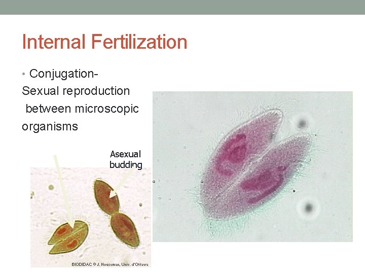 Internal Fertilization • Conjugation- Sexual reproduction between microscopic organisms Asexual budding 
