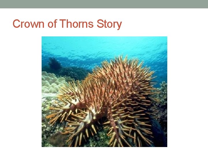 Crown of Thorns Story 