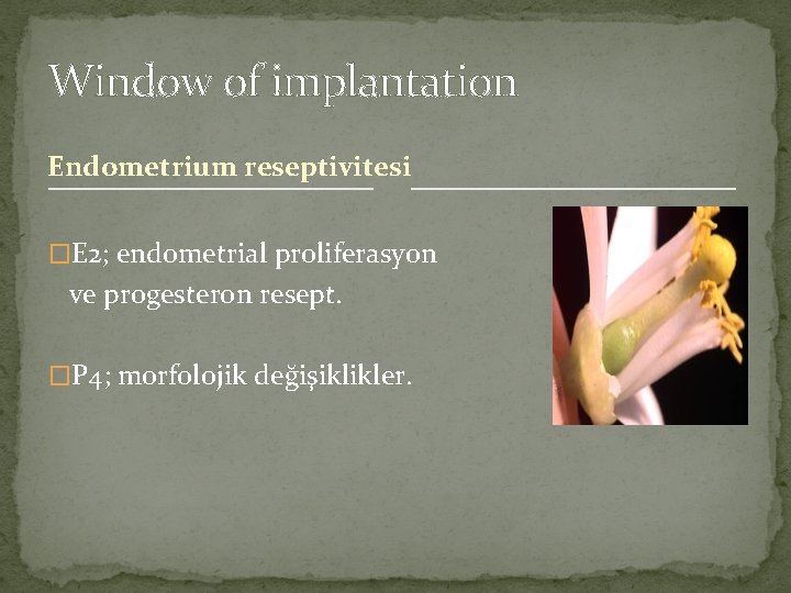 Window of implantation Endometrium reseptivitesi �E 2; endometrial proliferasyon ve progesteron resept. �P 4;
